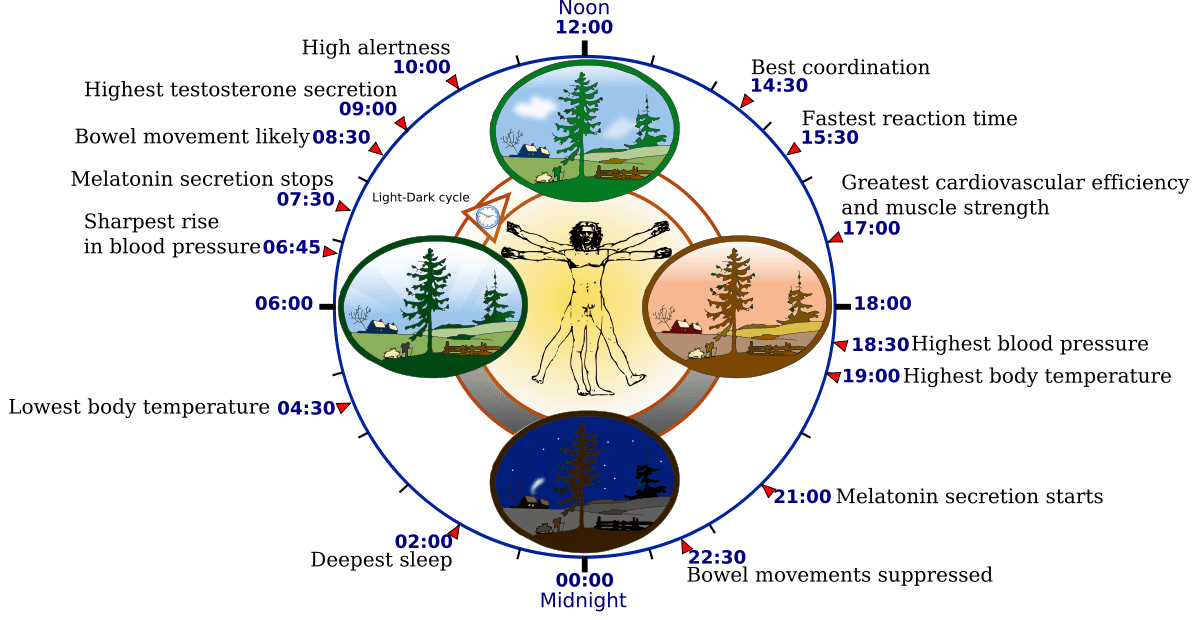 Image result for Circadian Rhythms