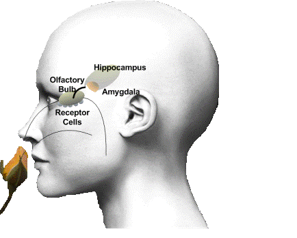 Image result for Olfactory amygdala hippocampus