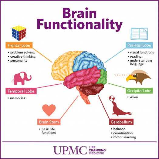 Image result for parietal lobes function