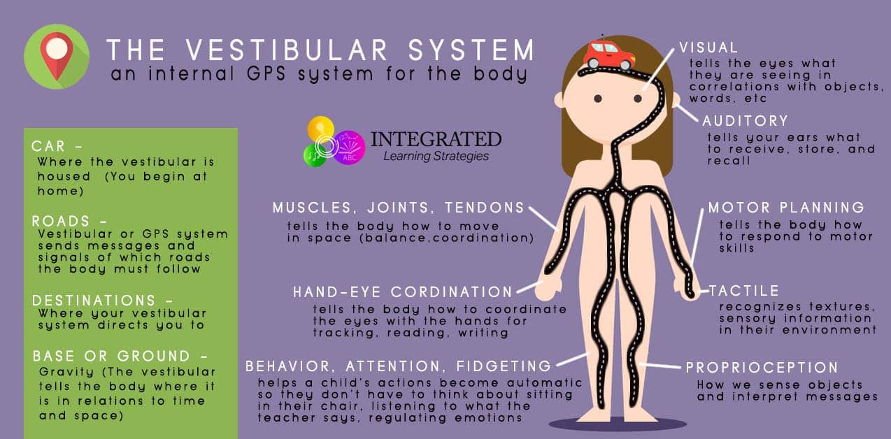 Image result for Vestibular system