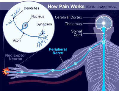Image result for Pain reception transmission reception