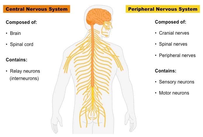 CNS vs PNS