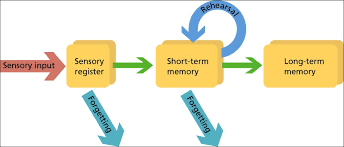 Image result for Sensory register