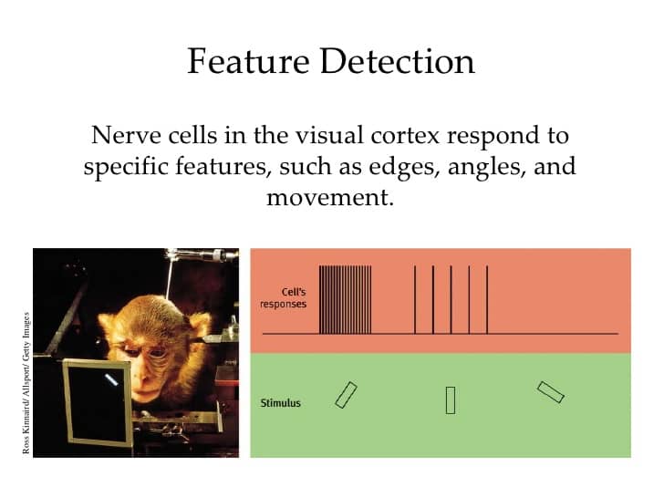 Image result for feature detection theory