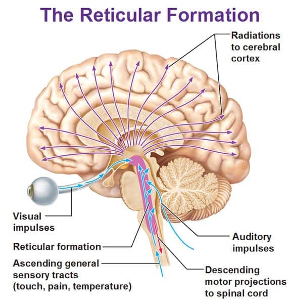 Image result for Reticular formation