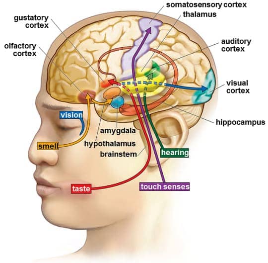 Image result for thalamus taste touch
