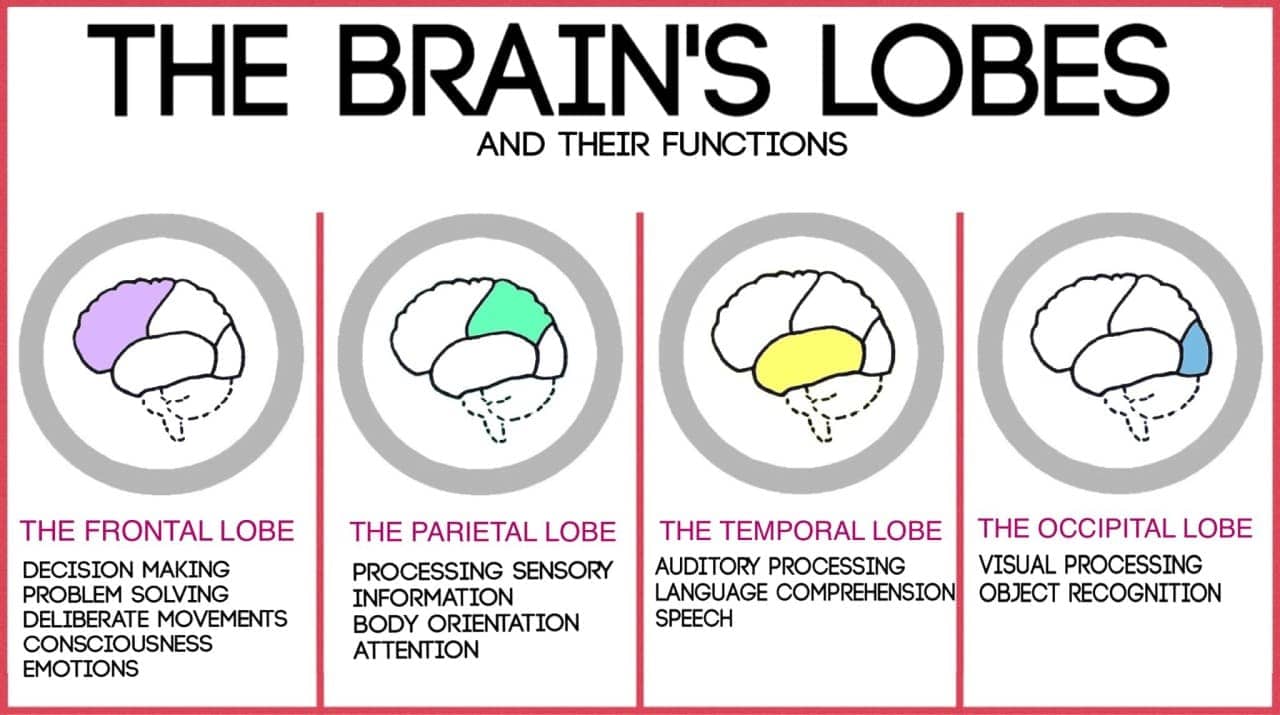 Image result for cerebral cortex lobes and functions